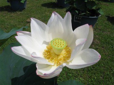 1 Pcs Heirloom White Nelumbo Nucifera w/ Red Top Lotus Flower