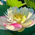 1 Pcs Rare Heirloom Light Yellow Nelumbo Nucifera Lotus with Red Top Flower