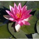 1 Pcs Heirloom Office Desk Small Pink Water Lily 1 Pcs Heirloom Office Desk Small Pink Water Lily