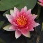 1 Pcs Heirloom Office Desk Small Pink Water Lily