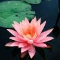 1 Pcs Heirloom Office Desk Small Pink Water Lily