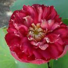 1 Pcs New Rare Blood Red Indonesia Lotus Flower