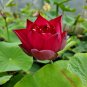 1 Pcs New Rare Blood Red Indonesia Lotus Flower