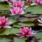 1 Pcs Heirloom Red American Water Lily 'the Madonna' Flower 1 Pcs Heirloom Red American Water Lily 'the Madonna' Flower