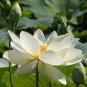 1 Pcs Heirloom Fragrant White Wrinkled Nelumbo Nucifera Lotus