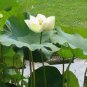 1 Pcs Heirloom Fragrant White Wrinkled Nelumbo Nucifera Lotus