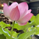 1 Pcs Heirloom Fragrant Ball Pink Nelumbo Nucifera Lotus Flower