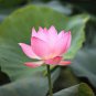 1 Pcs Heirloom Fragrant Ball Pink Nelumbo Nucifera Lotus Flower