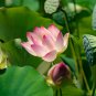 1 Pcs Heirloom Fragrant Ball Pink Nelumbo Nucifera Lotus Flower
