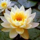 1 Pcs Heirloom Light Yellow Water Lily Nymph Flower