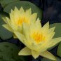1 Pcs Heirloom Light Yellow Water Lily Nymph Flower