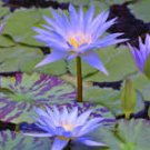 1 Pcs Light Red Blue Lotus Nelumbo Nucifera Pond Fresh Plant