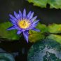 1 Pcs Light Red Blue Lotus Nelumbo Nucifera Pond Fresh Plant
