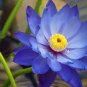 1 Pcs Light Red Blue Lotus Nelumbo Nucifera Pond Fresh Plant
