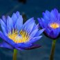 1 Pcs Dark Blue Nymphaea Caerulea China Water Lily Pad Flower Pond