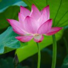 1 Pcs Heirloom Strong Fragrant White Lotus with Light Red Color