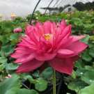 1 Pcs Heirloom Middle Red Nelumbo Nucifera Lotus Flower