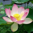 1 Pcs Heirloom Bright Red Nelumbo Nucifera Lotus Flower Pond