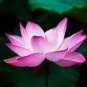 1 Pcs Heirloom Bright Red Nelumbo Nucifera Lotus Flower Pond