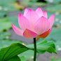1 Pcs Heirloom Bright Red Nelumbo Nucifera Lotus Flower Pond