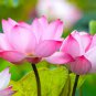 1 Pcs Rare Red White Long Small Nelumbo Nucifera Lotus Bonsai
