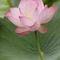 1 Pcs Rare Red White Long Small Nelumbo Nucifera Lotus Bonsai