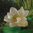 1 Pcs Very Rare White Nelumbo Nucifera Lotus Flower with Green End 1 Pcs Very Rare White Nelumbo Nucifera Lotus Flower with Green End