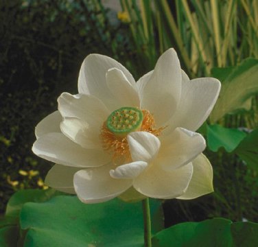 1 Pcs Very Rare White Nelumbo Nucifera Lotus Flower with Green End