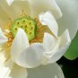 1 Pcs Very Rare White Nelumbo Nucifera Lotus Flower with Green End