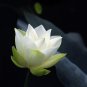 1 Pcs Very Rare White Nelumbo Nucifera Lotus Flower with Green End