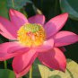 1 Pcs Heirloom Dark Red Strong Fragrant Nelumbo Nucifera Lotus Flower
