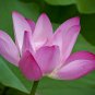 1 Pcs Heirloom Dark Red Strong Fragrant Nelumbo Nucifera Lotus Flower