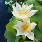 1 Pcs Heirloom Bonsai White Nelumbo Nucifera Lotus