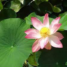 1 Pcs New White Purple Nelumbo Nucifera Lotus Flower