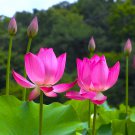 1 Pcs Rare Heirloom Pink Multi-pedaled Nelumbo Nucifera Pond Lotus Flower 1 Pcs Rare Heirloom Pink Multi-pedaled Nelumbo Nucifera Pond Lotus Flower