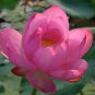 1 Pcs Rare Heirloom Pink Multi-pedaled Nelumbo Nucifera Pond Lotus Flower