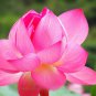 1 Pcs Rare Heirloom Pink Multi-pedaled Nelumbo Nucifera Pond Lotus Flower