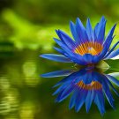 1 Pcs Rare Heirloom Blue Water Lily Flower