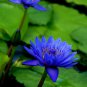 1 Pcs Rare Heirloom Blue Water Lily Flower
