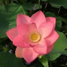 1 Pcs Heirloom Double Pink Nelumbo Nucifera Lotus Flower