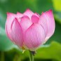 1 Pcs Heirloom Double Pink Nelumbo Nucifera Lotus Flower