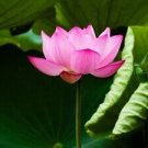 1 Pcs Heirloom Transparent Red Nelumbo Nucifera 'Flower Fairy' Lotus Flower