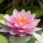 1 Pcs Middle Pink FUYANG Water Lily Pond Flower