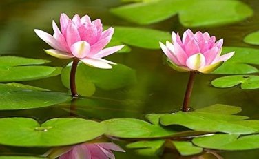 1 Pcs Small Pink Lotus Nelumbo Nucifera Flower Seed Indoor Outdoor