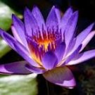 1 Pcs Purple Lotus Flowers Purple Water Lily Nymphaea Caerulea