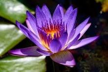 1 Pcs Purple Lotus Flowers Purple Water Lily Nymphaea Caerulea