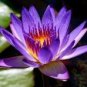1 Pcs Purple Lotus Flowers Purple Water Lily Nymphaea Caerulea