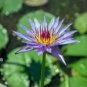 1 Pcs Purple Lotus Flowers Purple Water Lily Nymphaea Caerulea
