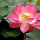 1 Pcs Heirloom Red 'Peach Flower' Nelumbo Nucifera Lotus