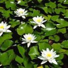 1 Pcs Nelumbo Nucifera Dark Blue Lotus Flowers New Variety